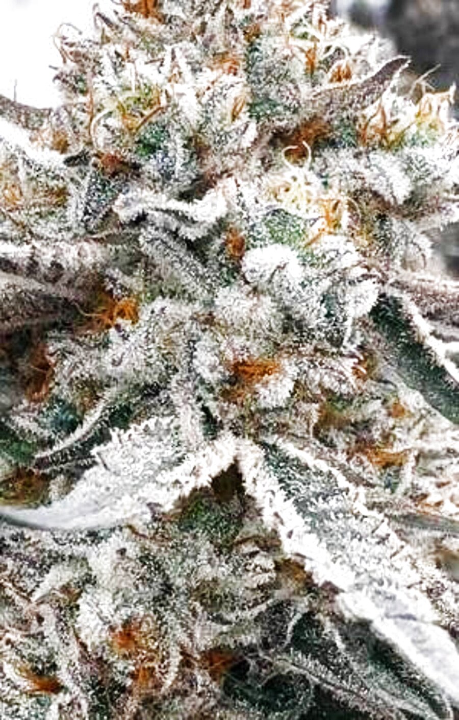 Glacier Gas