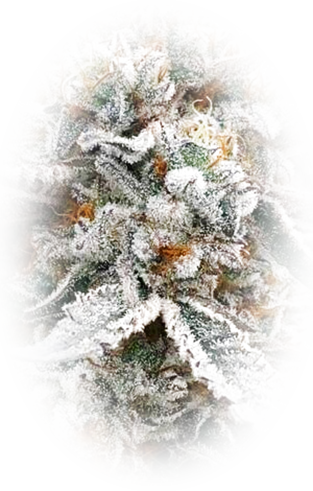Goldlio flower